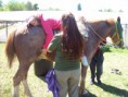 /album/fotogaleria/equino-la-catal-013-jpg/